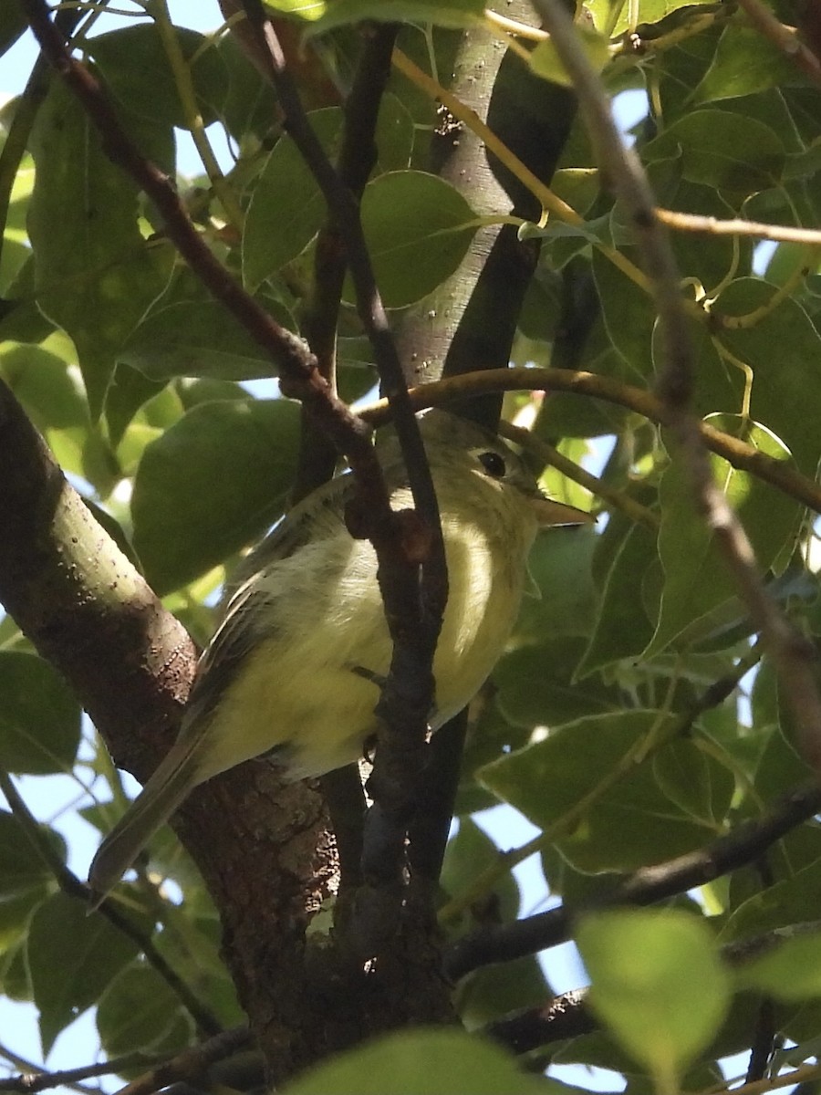 Western Flycatcher - ML645288468