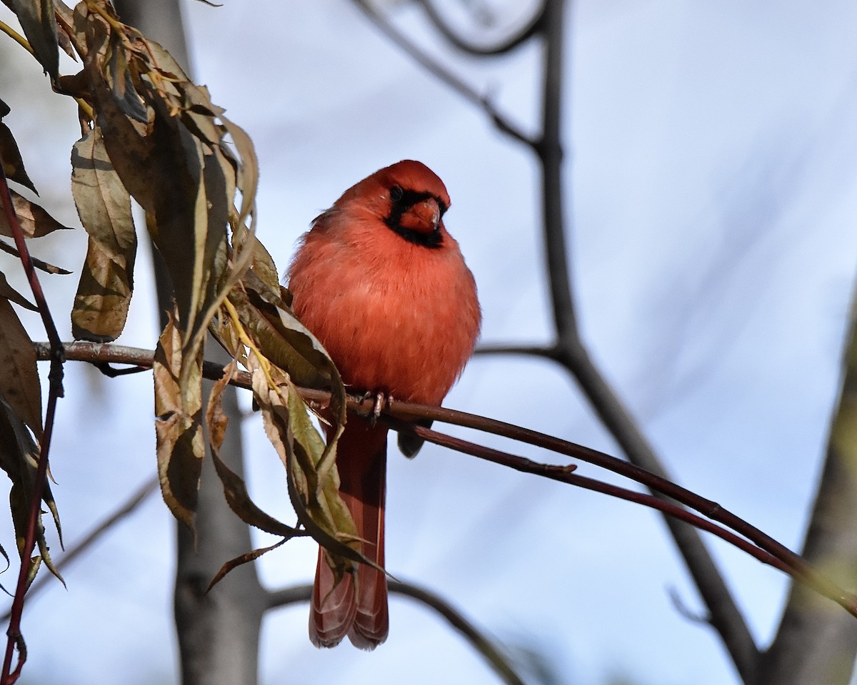 Northern Cardinal - ML645288491