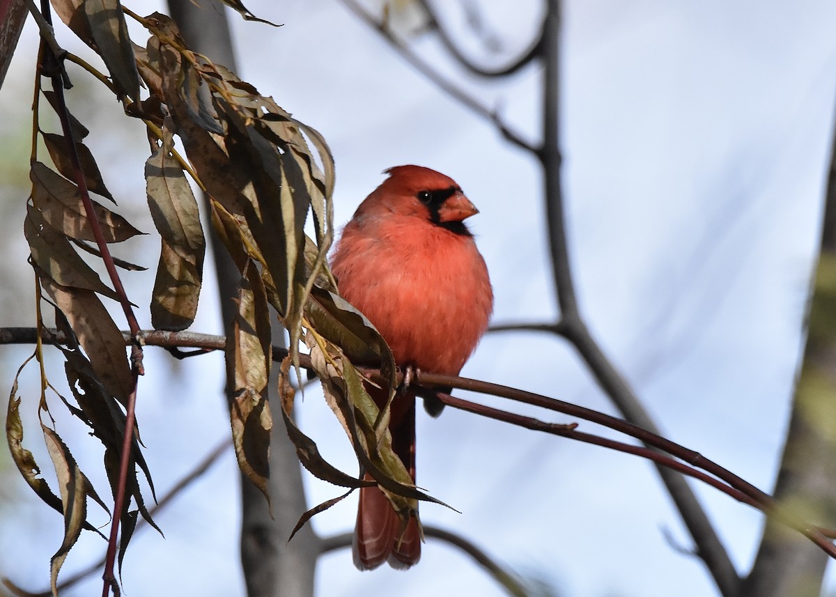 Northern Cardinal - ML645288492