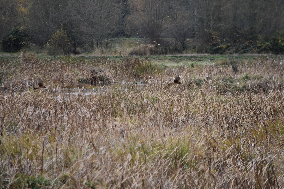 moták severoamerický - ML645288498