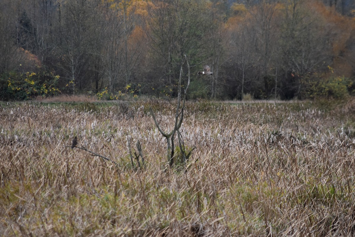 moták severoamerický - ML645288499