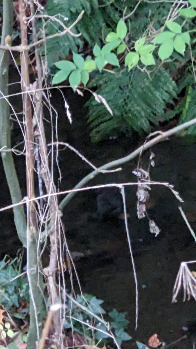 White-throated Dipper - ML645288500