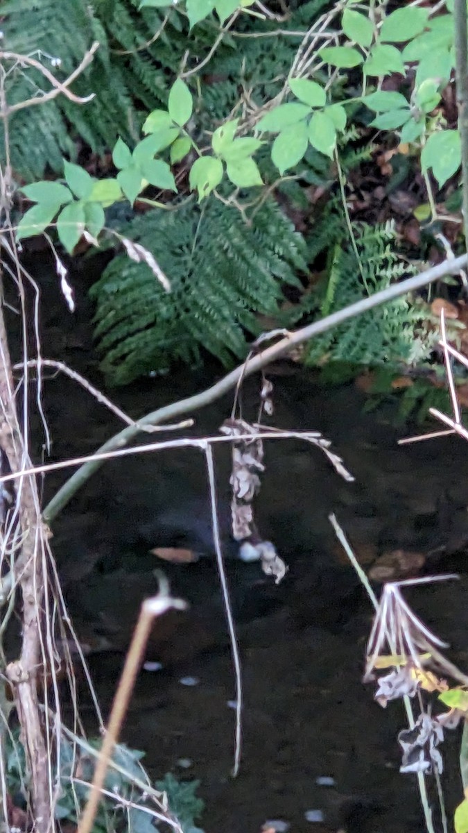 White-throated Dipper - ML645288501