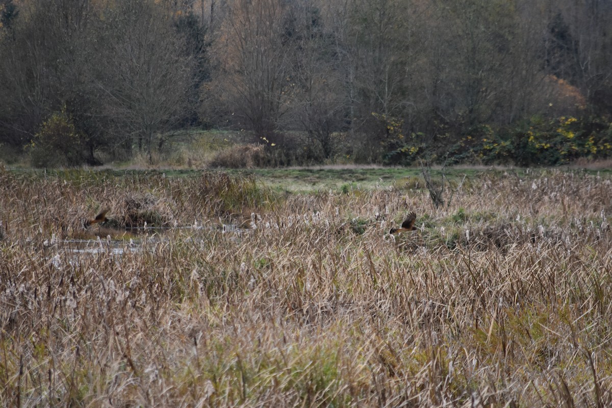 moták severoamerický - ML645288502