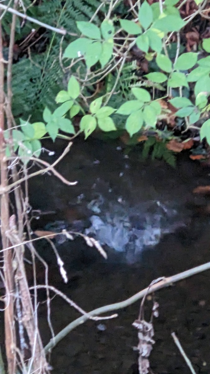 White-throated Dipper - ML645288503