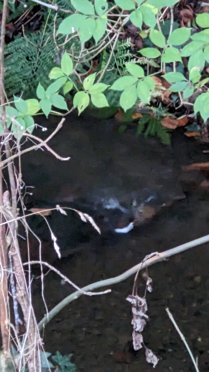 White-throated Dipper - ML645288504