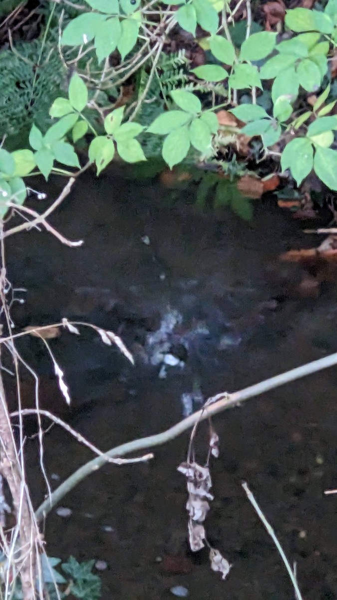 White-throated Dipper - ML645288505