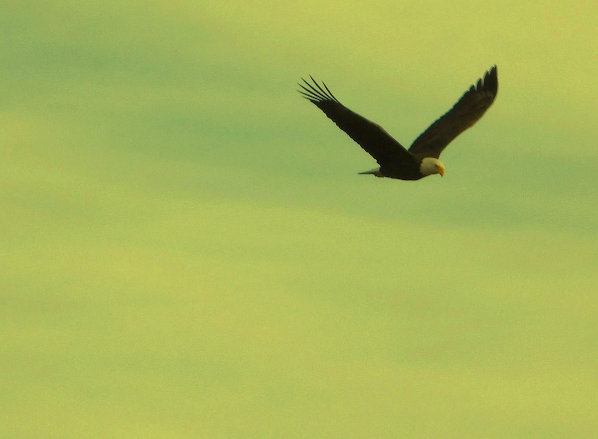 Bald Eagle - ML645288512