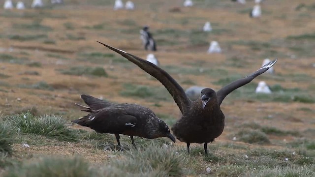 Chilean Skua - ML645288521