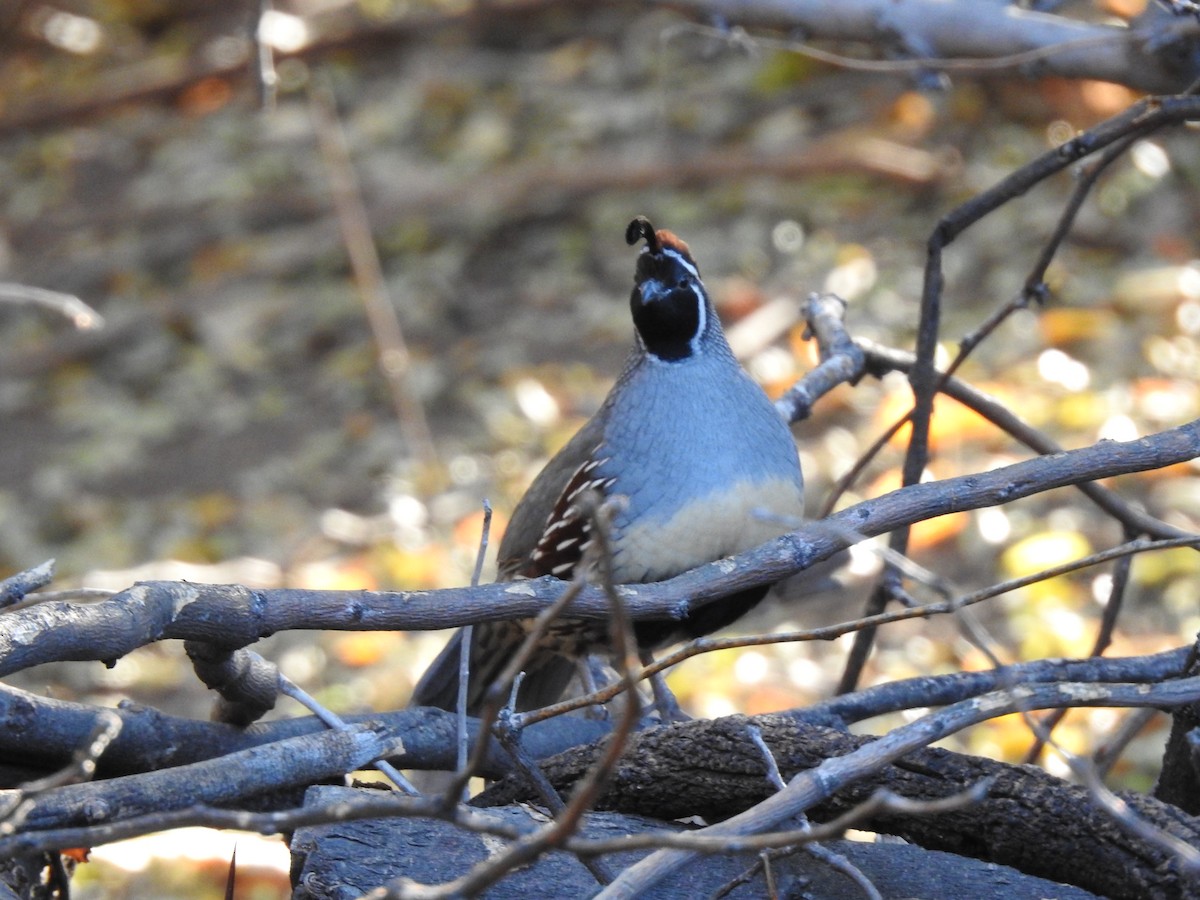 Gambel's Quail - ML645288533