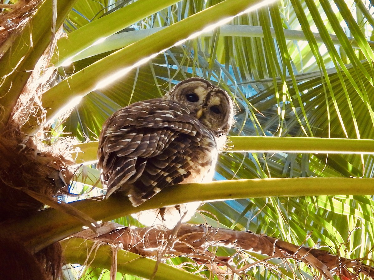 Barred Owl - ML645288539