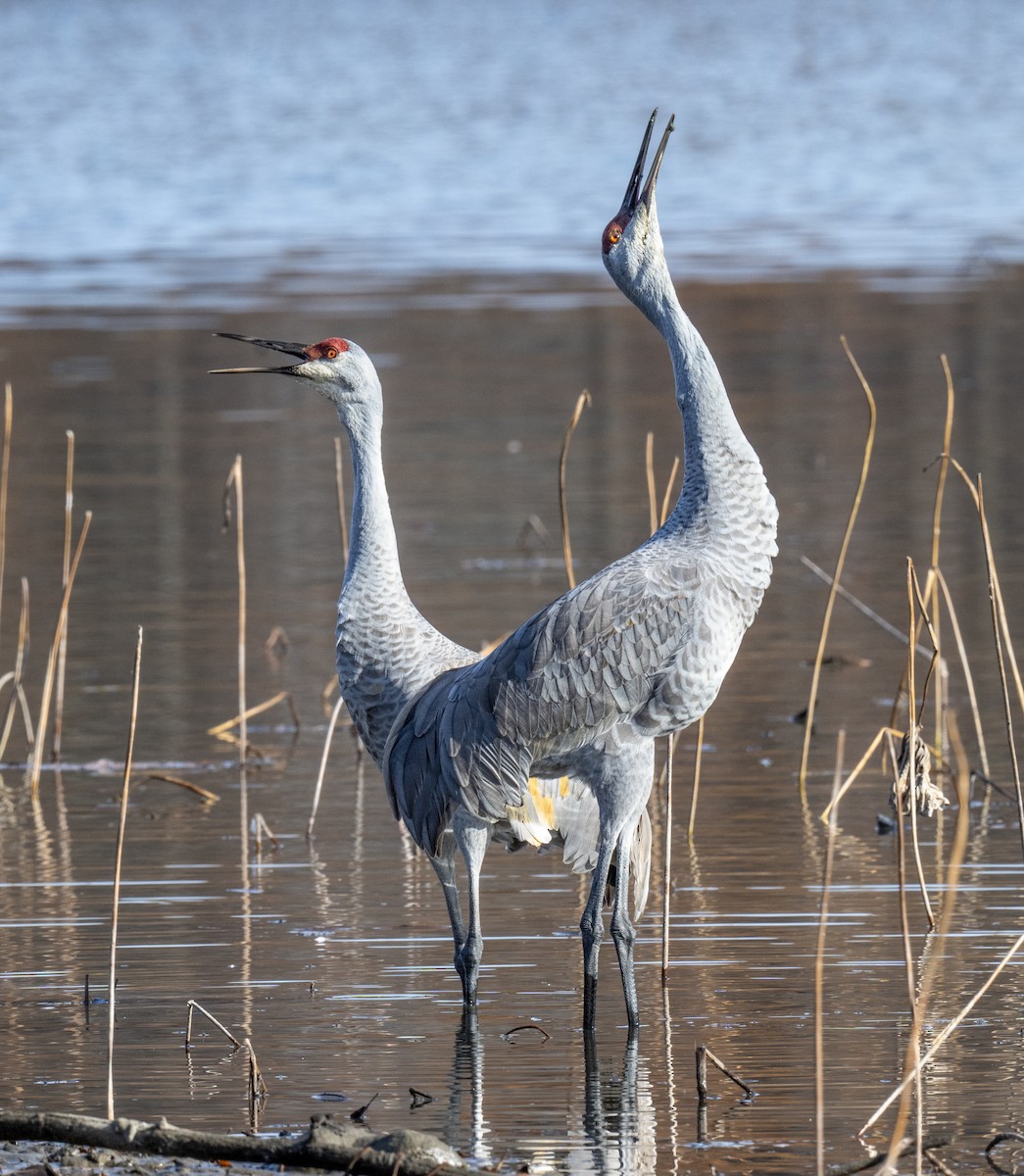 Sandhill Crane - ML645288541