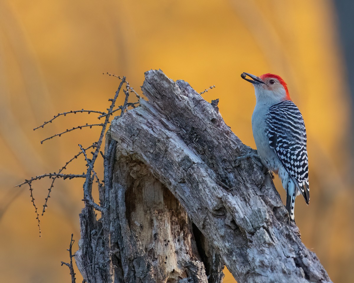 Red-bellied Woodpecker - ML645288542