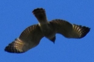 Yol Şahini - ML645288548