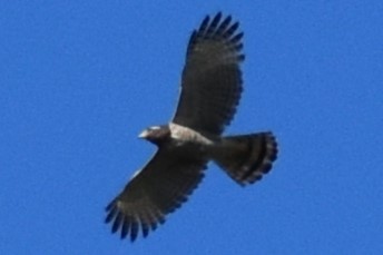 Yol Şahini - ML645288549