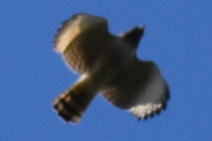 Yol Şahini - ML645288551