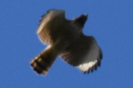 Yol Şahini - ML645288552