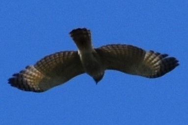 Yol Şahini - ML645288553