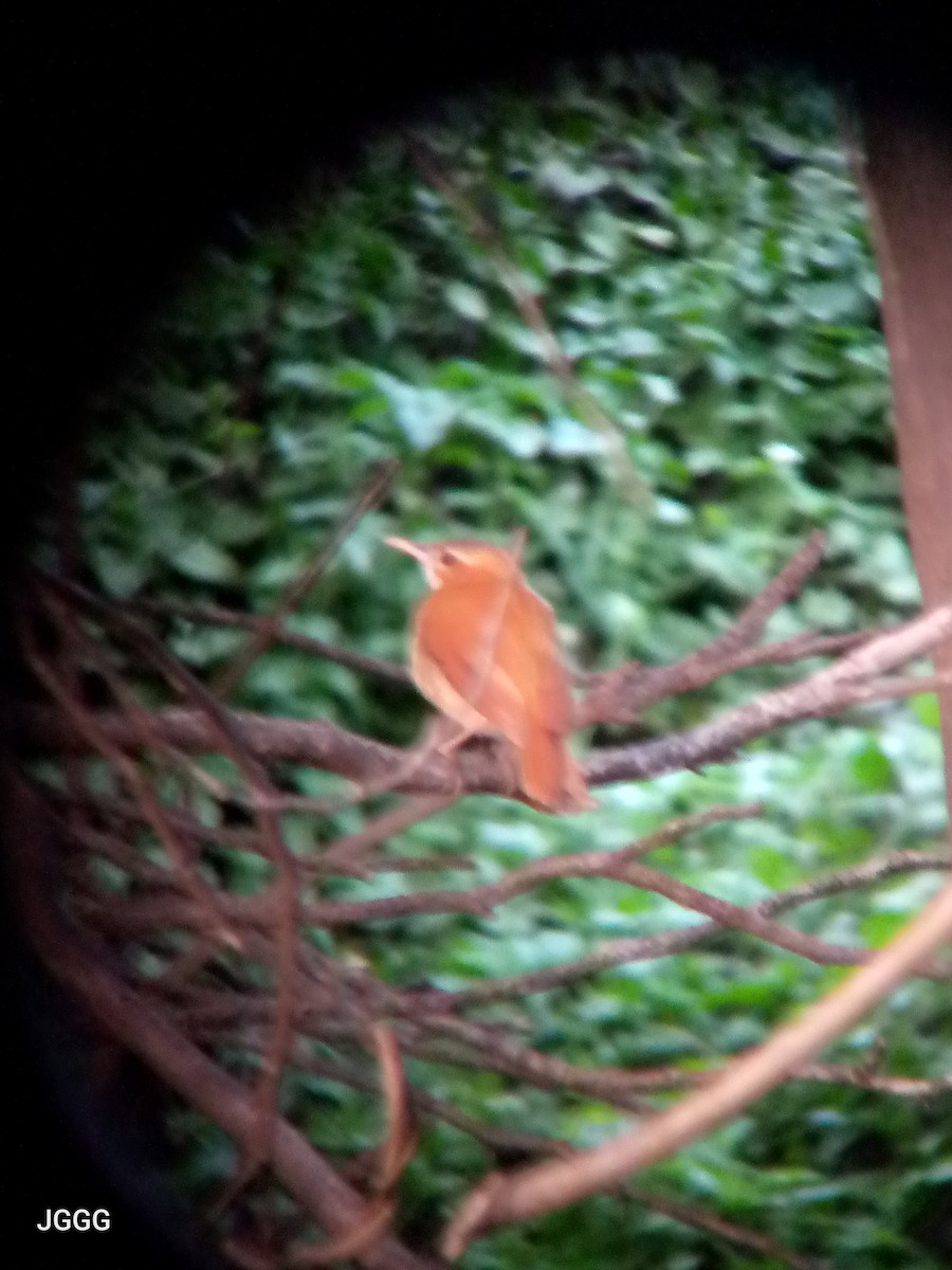 Caribbean Hornero - ML645288555