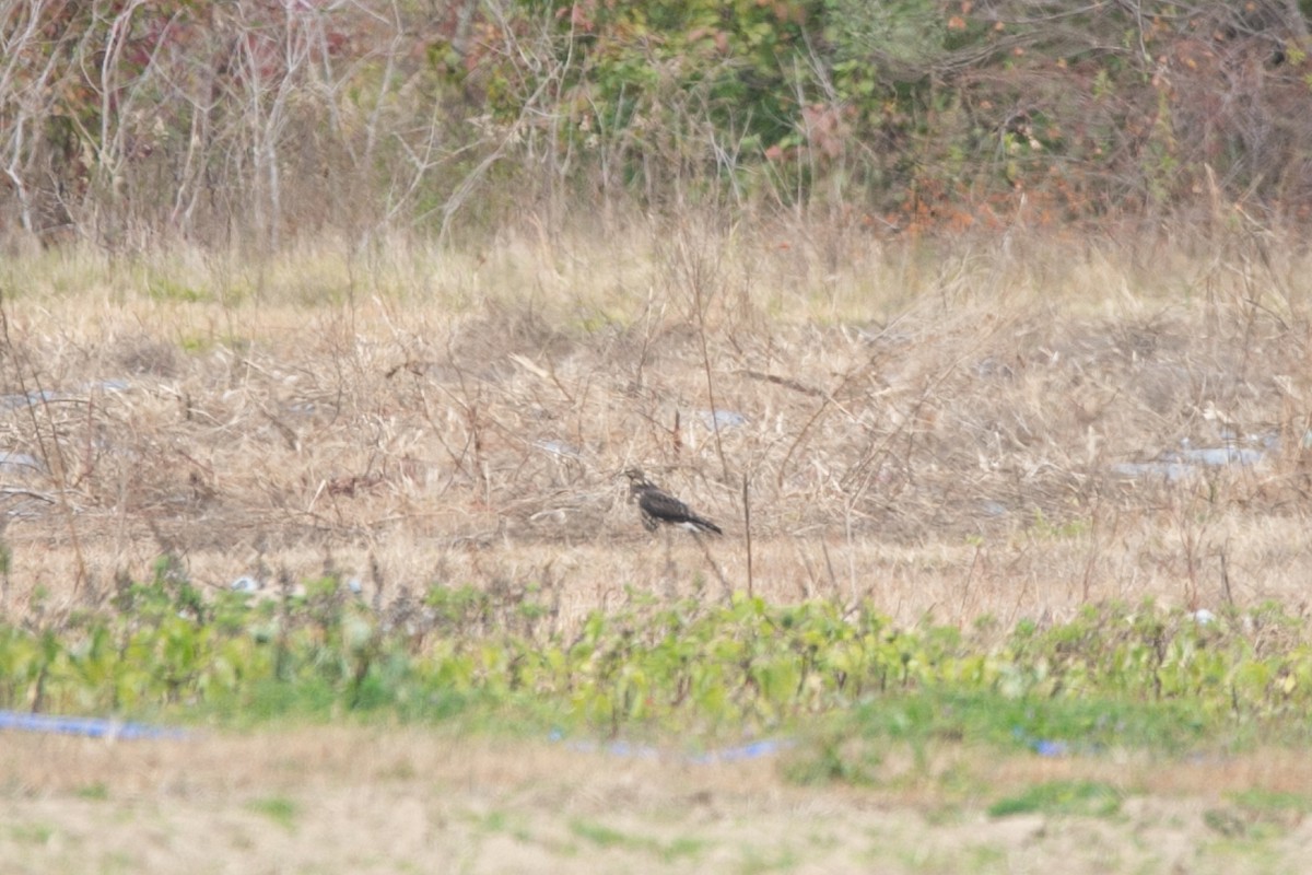 Swainson's Hawk - ML645288556