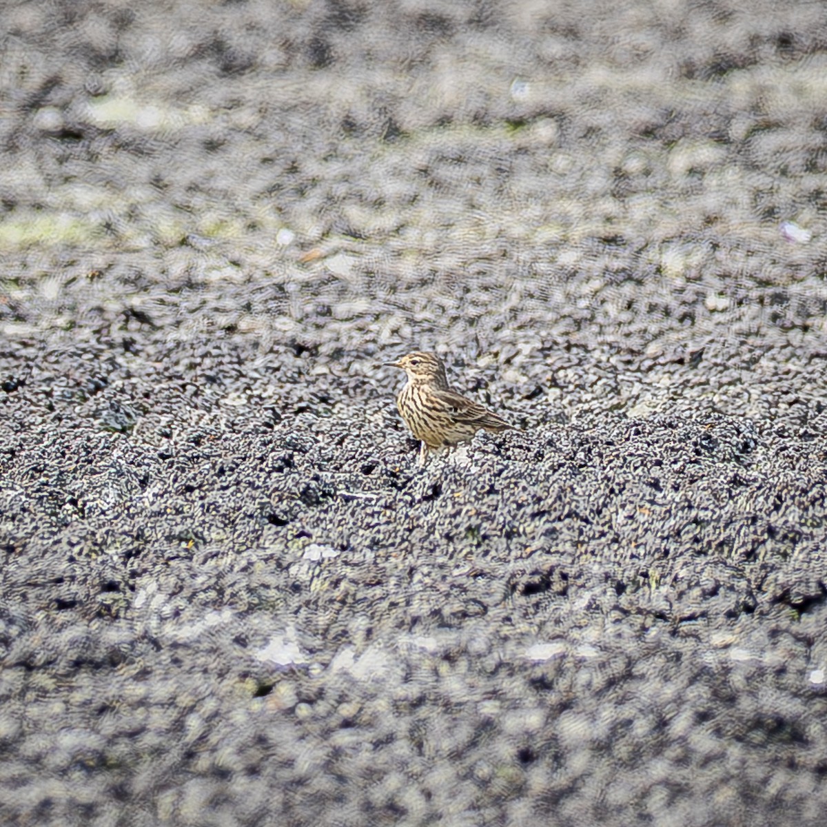 Spioncello del Pacifico - ML645288559