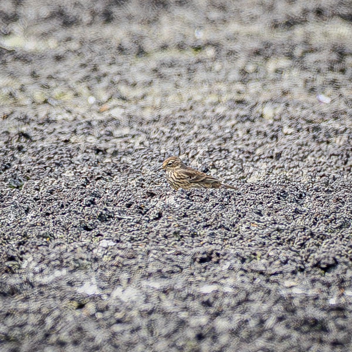 Spioncello del Pacifico - ML645288561