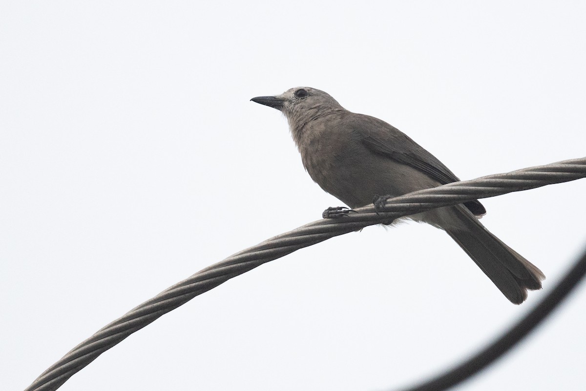 Gray Shrikethrush - ML645288563