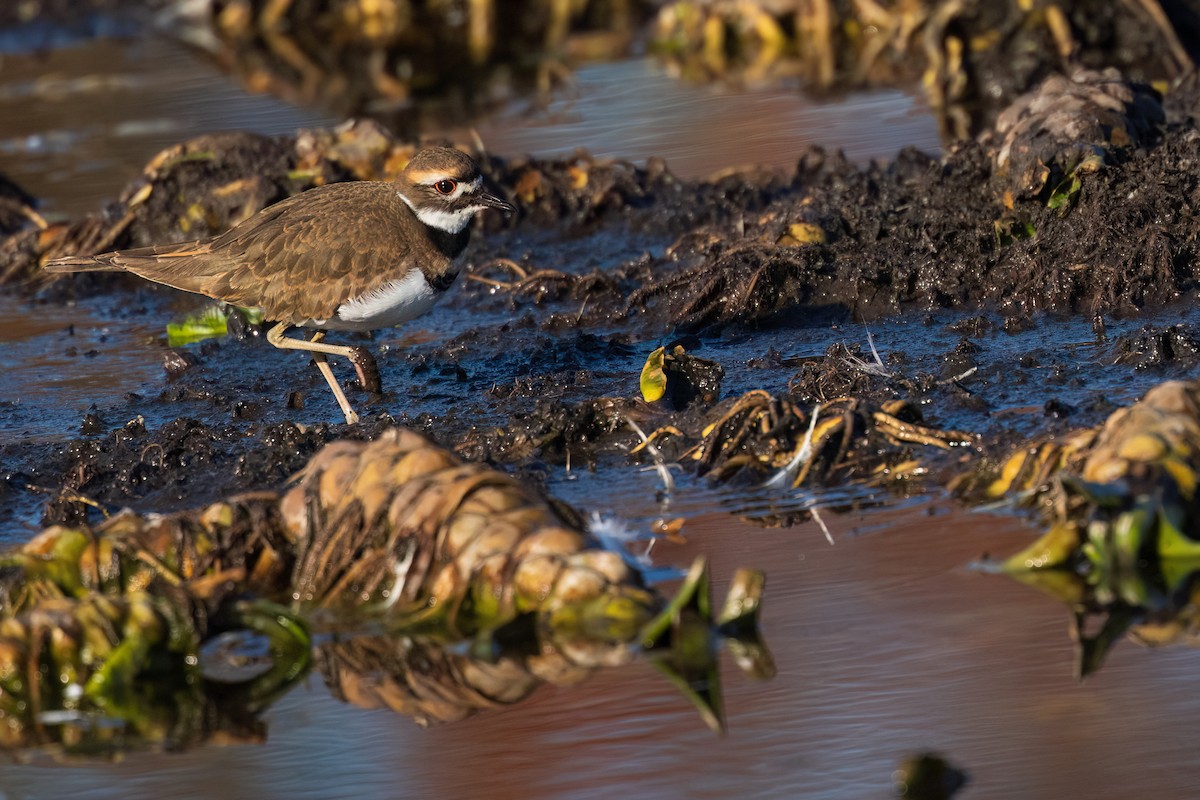 Killdeer - ML645288571