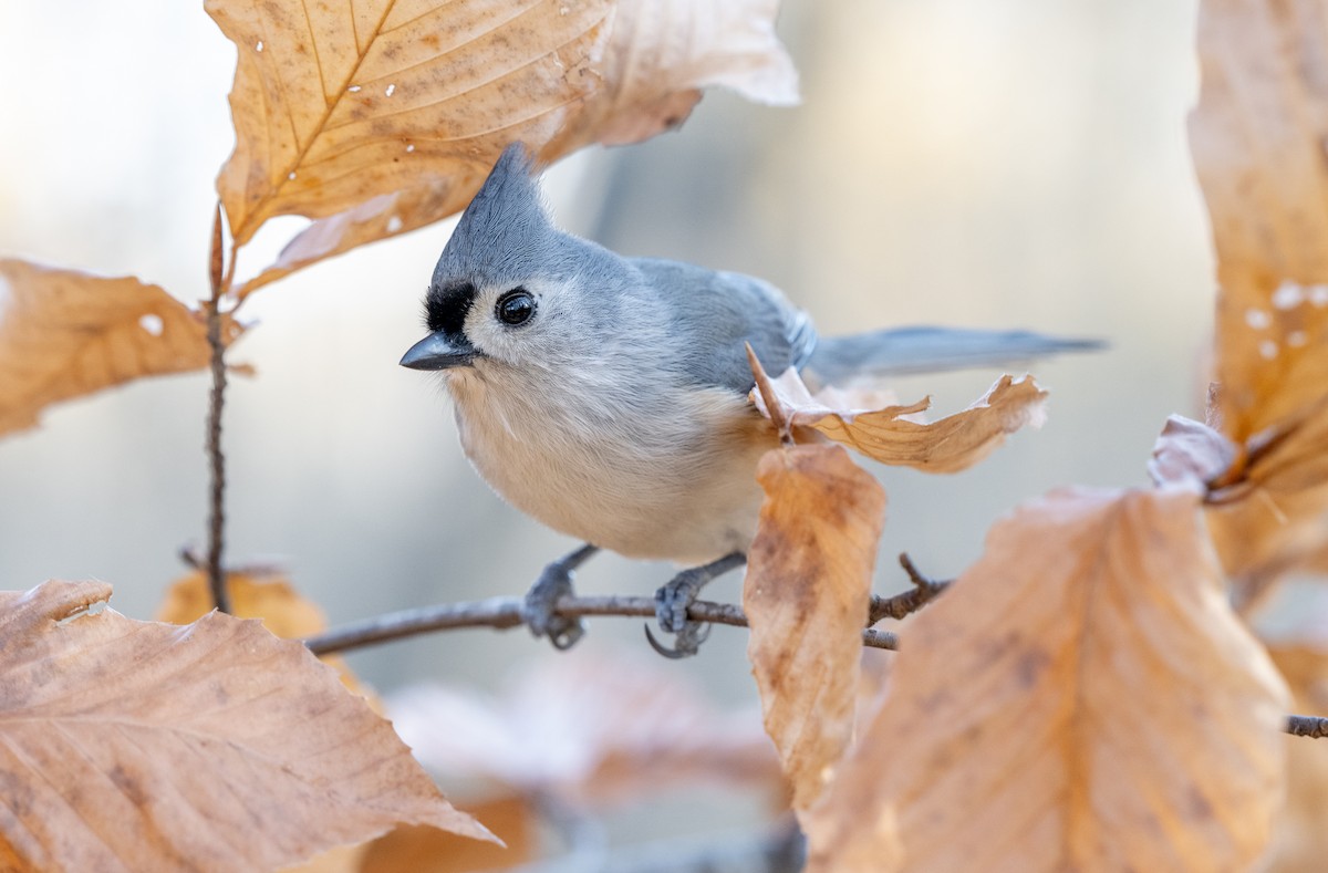 Tufted Titmouse - ML645288573