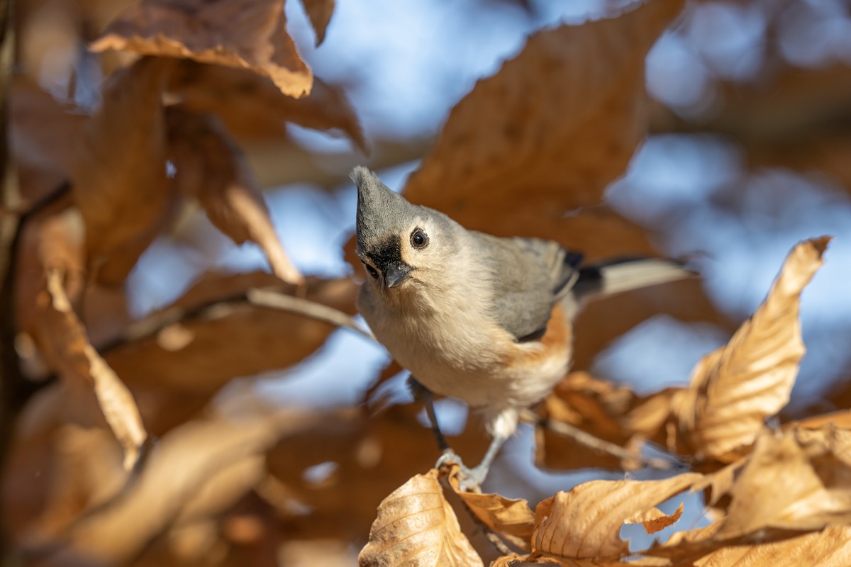Tufted Titmouse - ML645288574