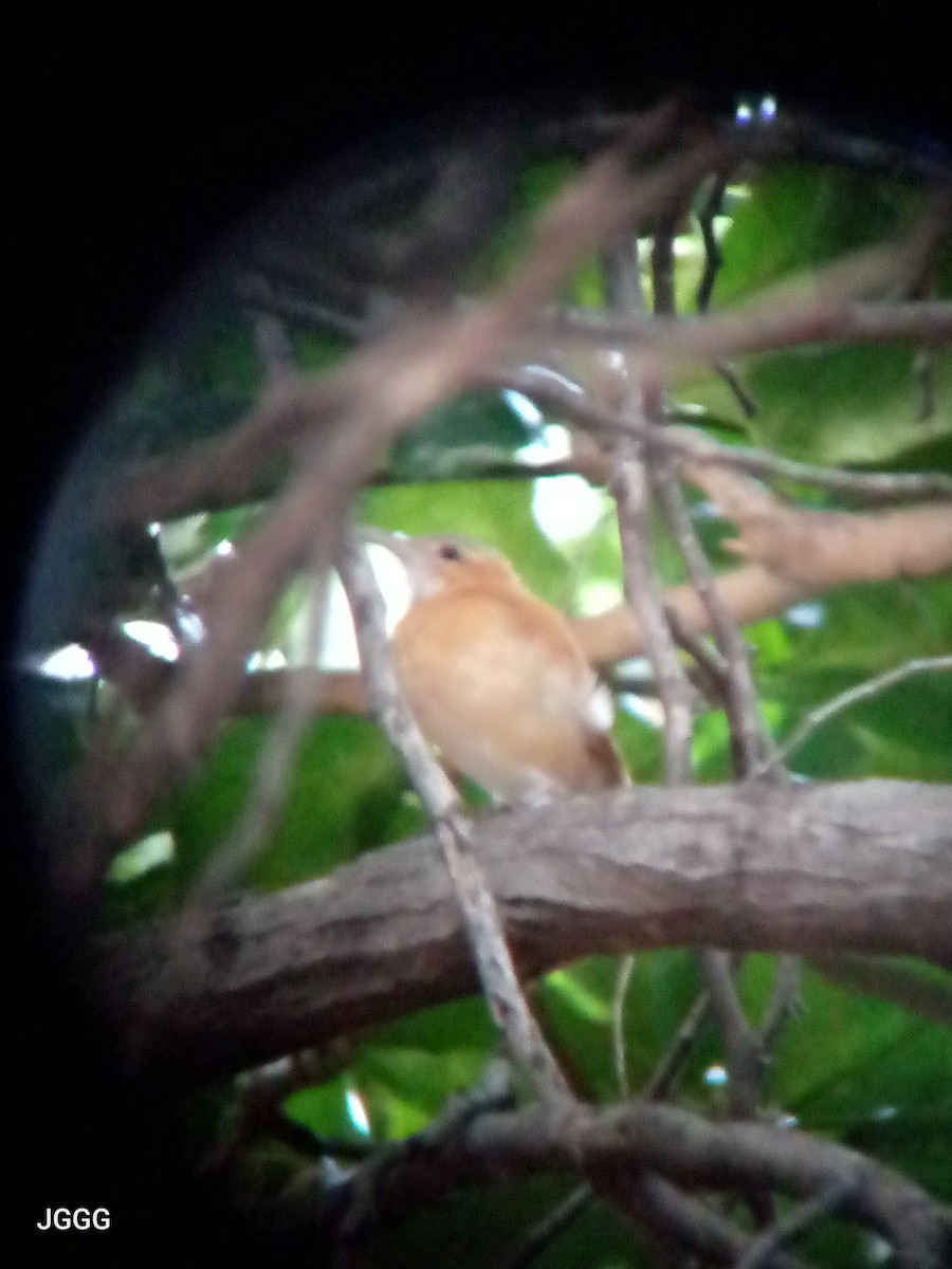 Caribbean Hornero - ML645288578