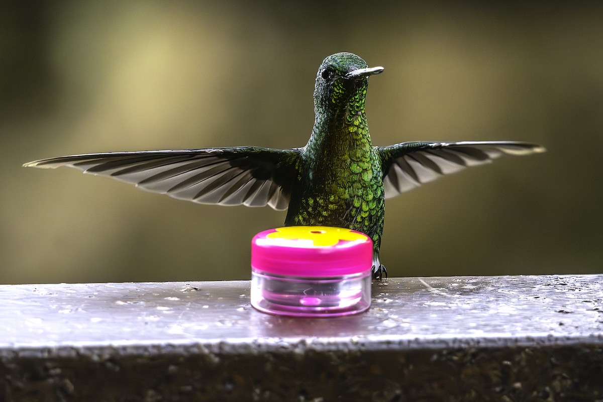 Golden-breasted Puffleg - ML645288579