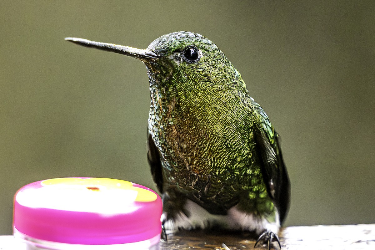 Golden-breasted Puffleg - ML645288580