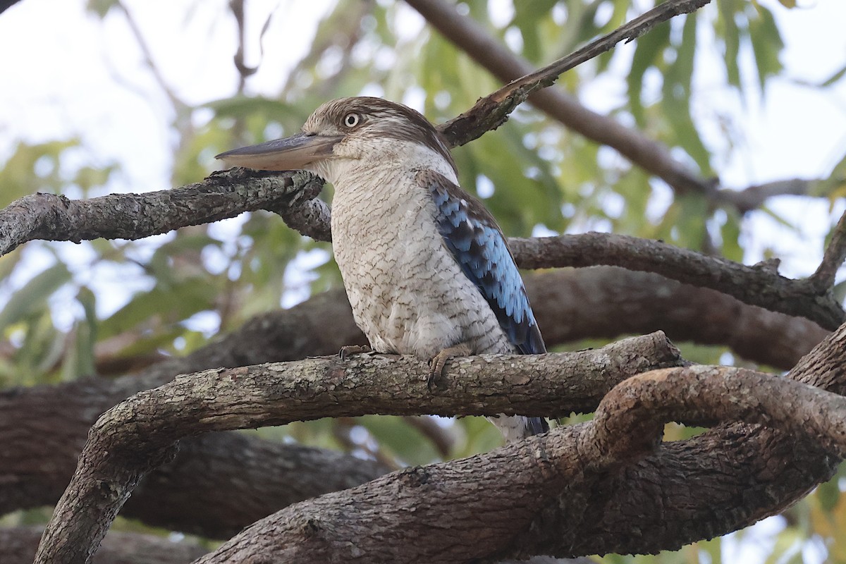 Blue-winged Kookaburra - ML645288581