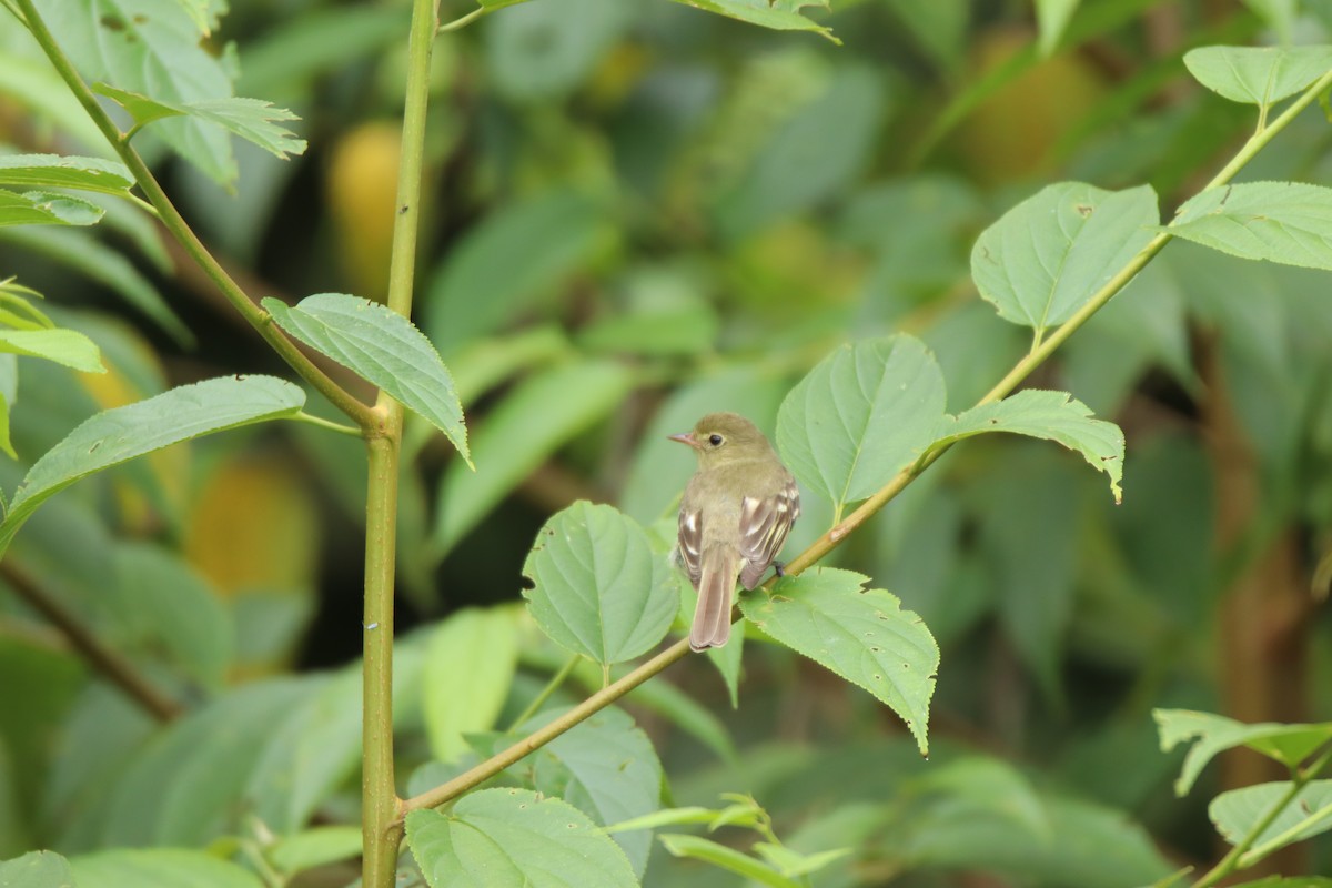 Mountain Elaenia - ML645288582