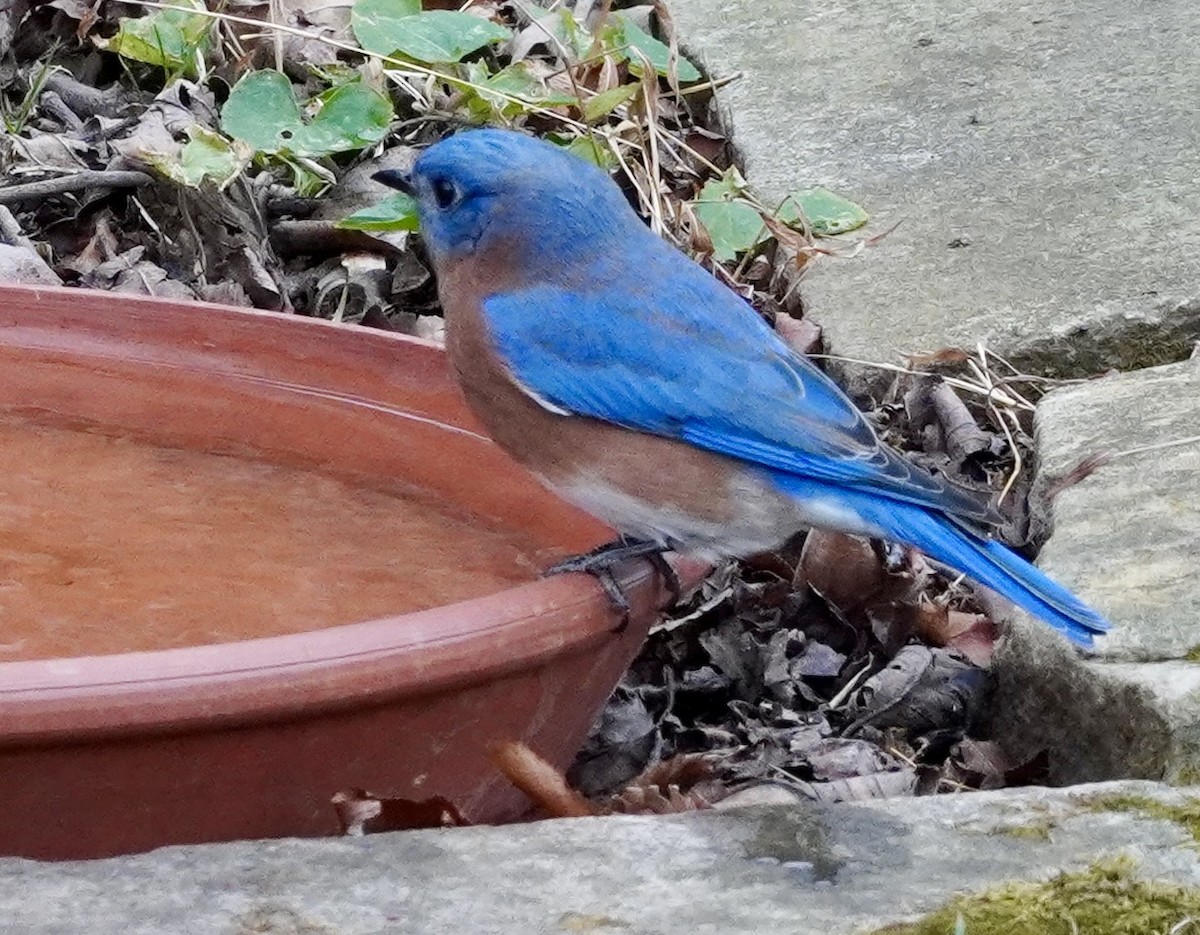 Eastern Bluebird - ML645288587