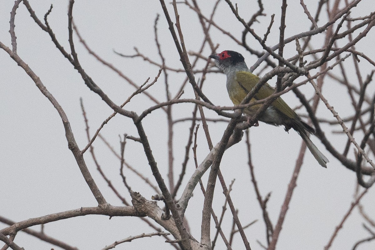 Australasian Figbird - ML645288589