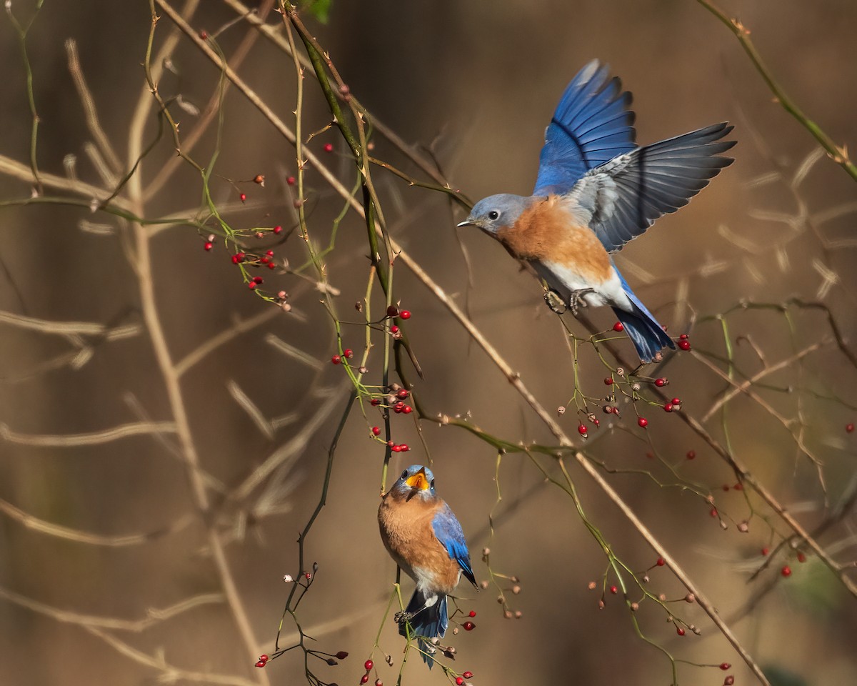 Eastern Bluebird - ML645288598