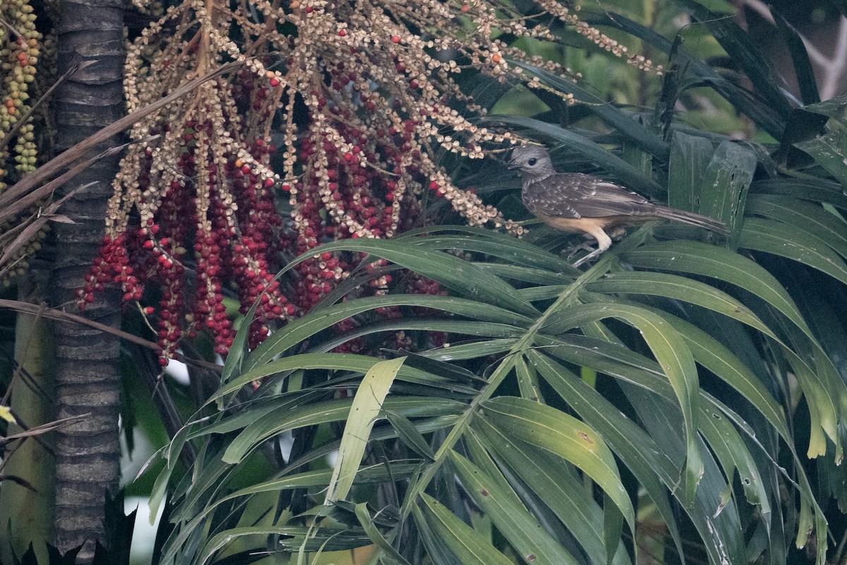 Fawn-breasted Bowerbird - ML645288600