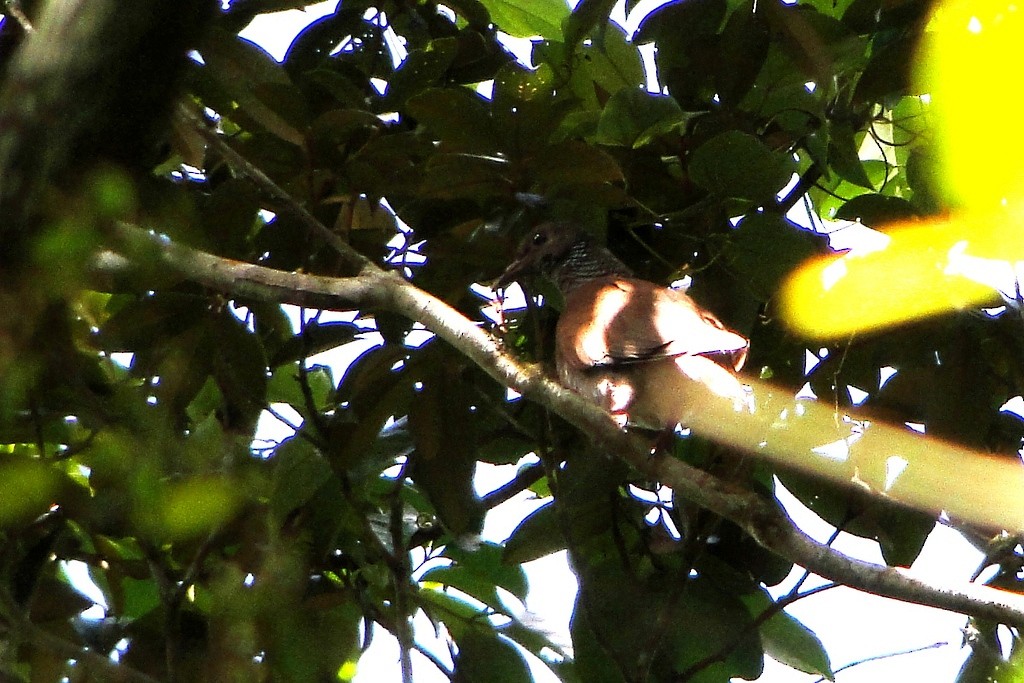 holub šupinkový - ML64528861
