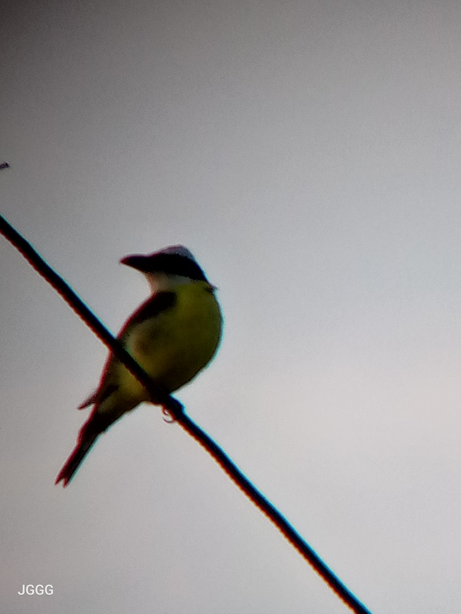 Пітанга-великодзьоб - ML645288615