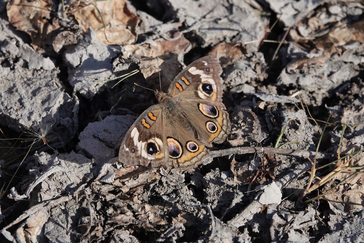 Common Buckeye - ML645288617