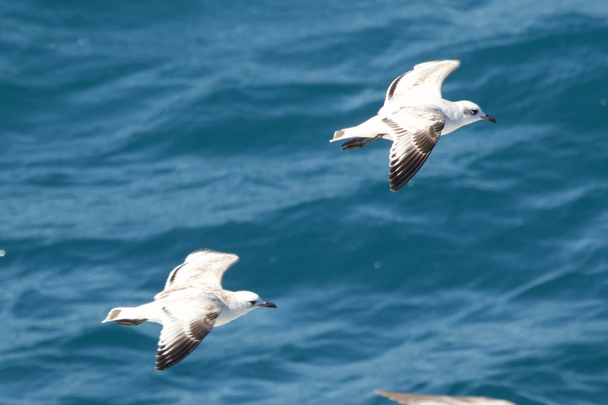 Mediterranean Gull - ML645288634