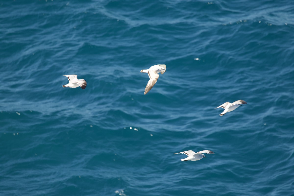 Mediterranean Gull - ML645288635