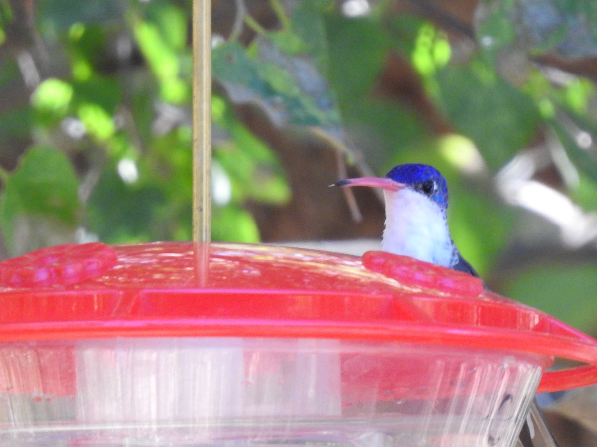 Violet-crowned Hummingbird - ML645288658