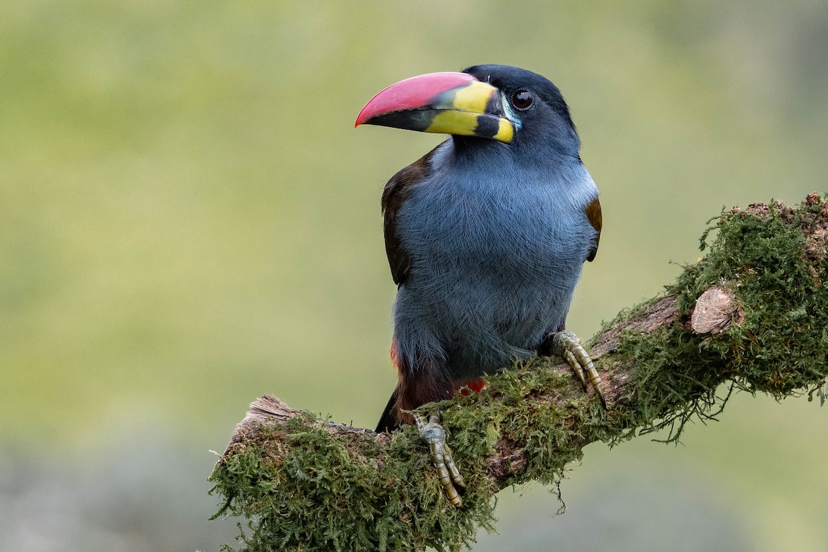 Gray-breasted Mountain-Toucan - ML645288669