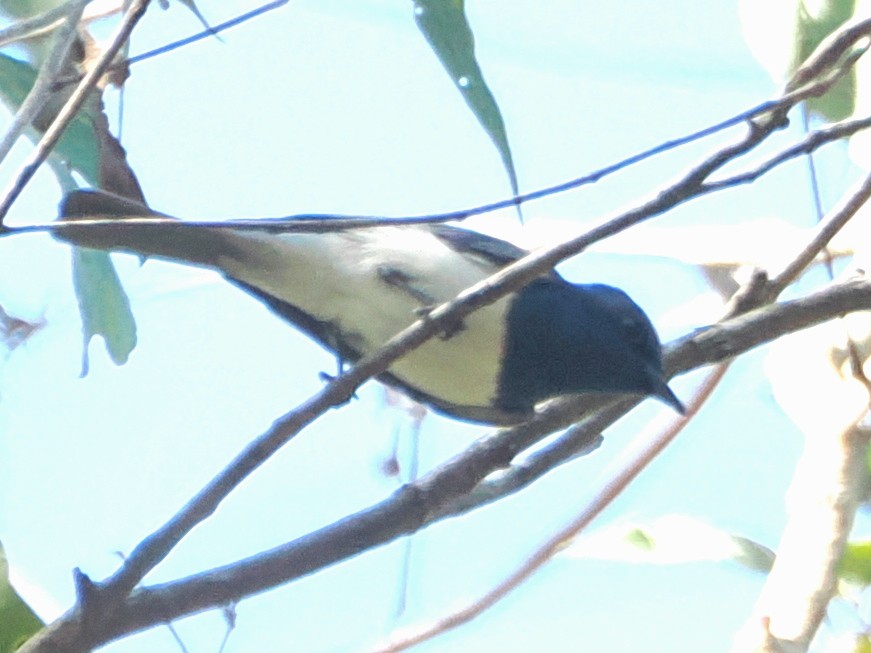 Leaden Flycatcher - ML645288672