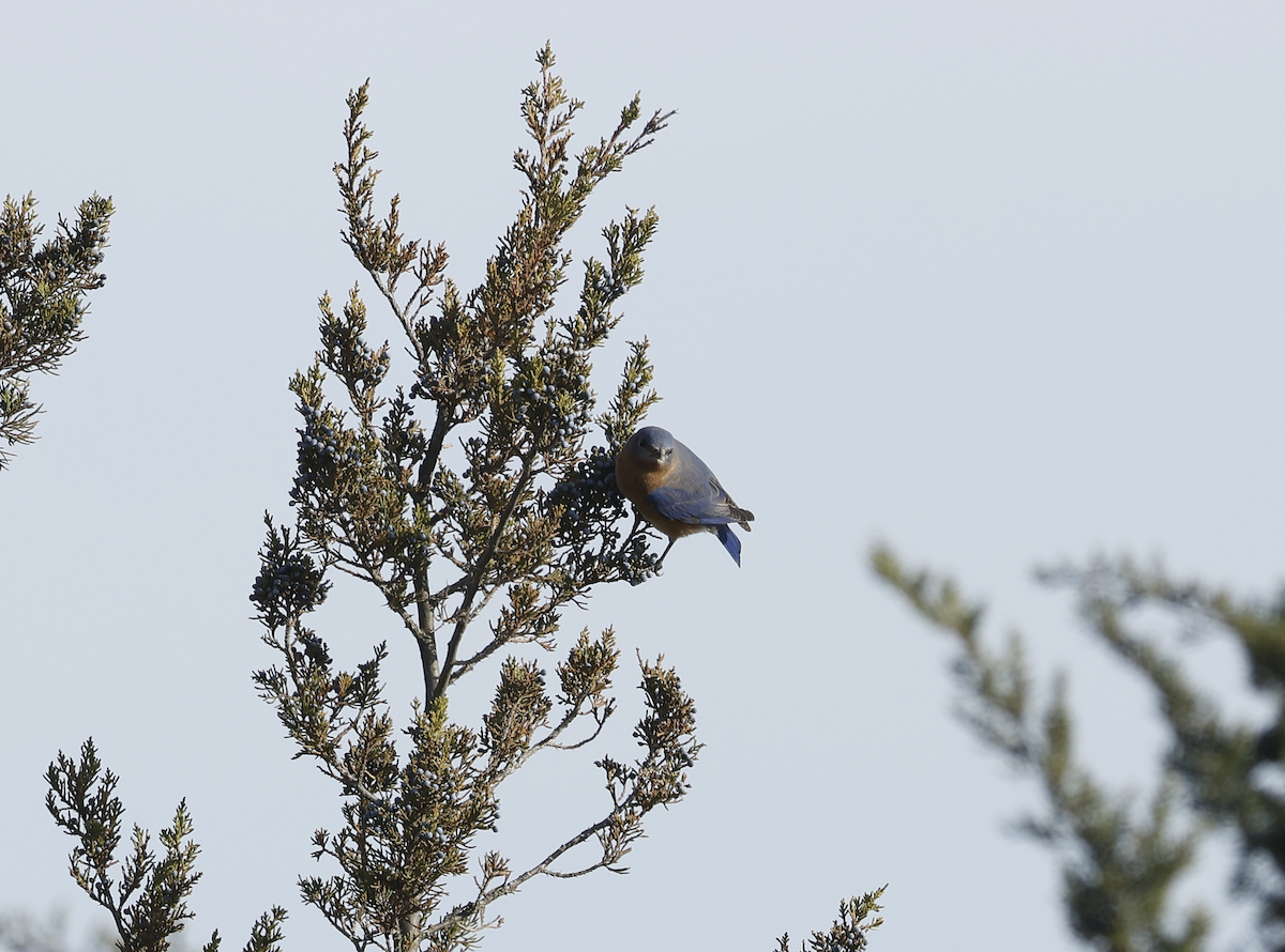 Eastern Bluebird - ML645288679