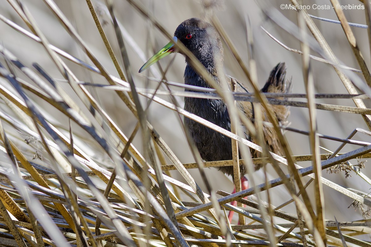 Kurşuni Sukılavuzu - ML645288682