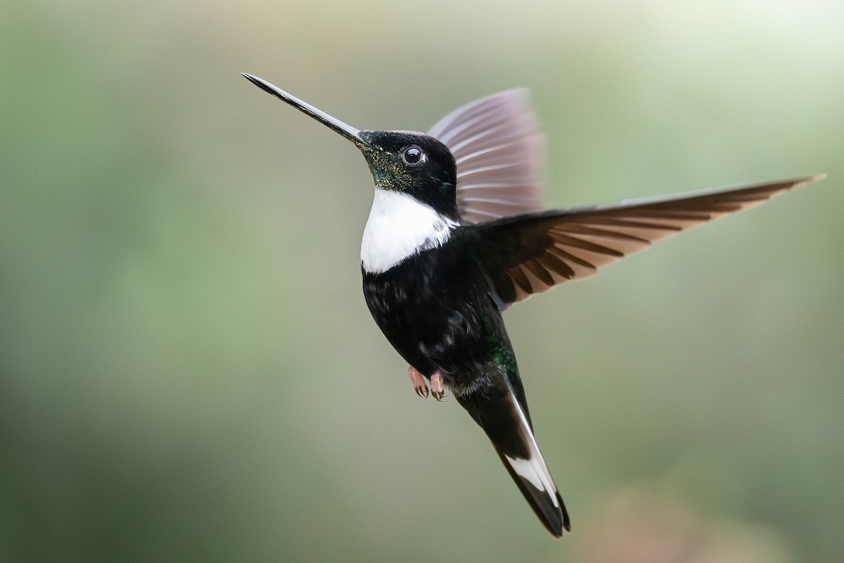 Collared Inca - ML645288685